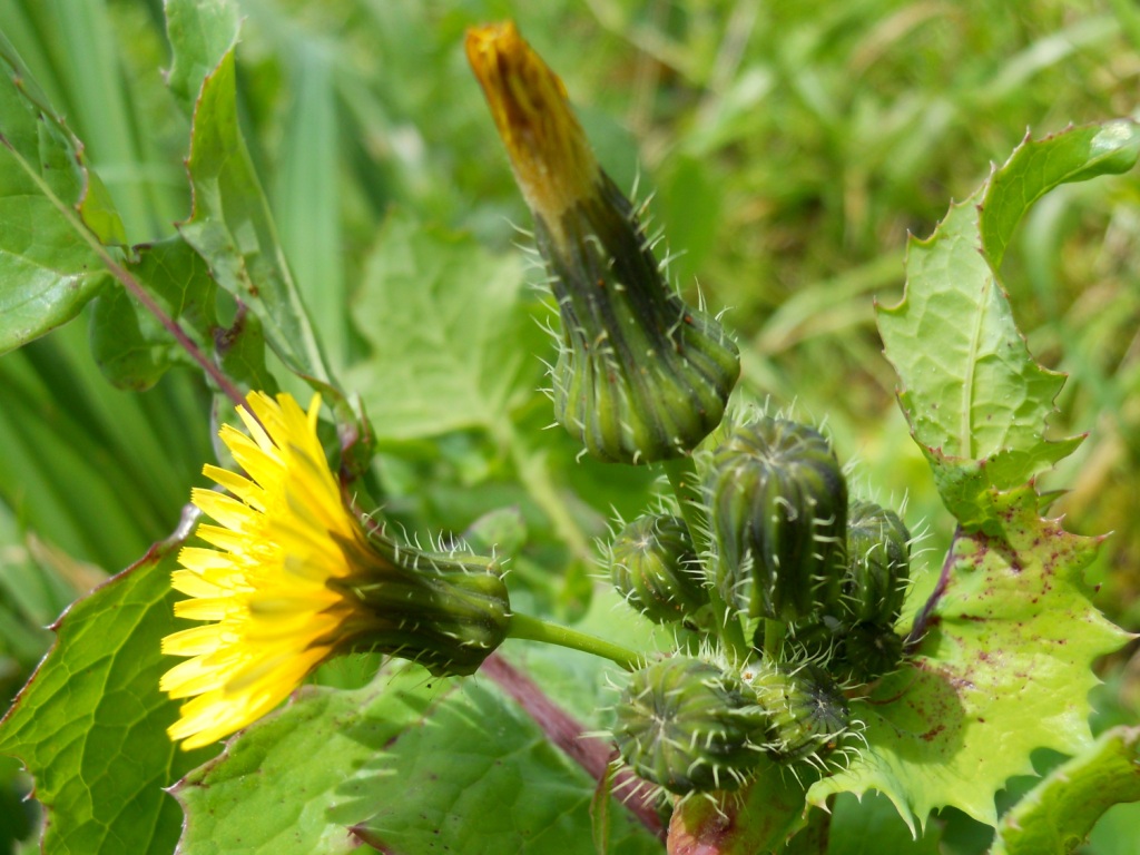 asterace 2 - Sonchus sp.